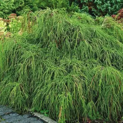 Кипарисовик ФИЛИФЕРА НАНА горохоплодный  в Гродно