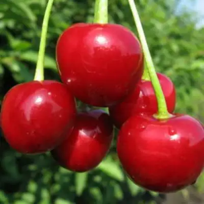 Дюк ПРЕВОСХОДНАЯ ВЕНЬЯМИНОВА в Гродно