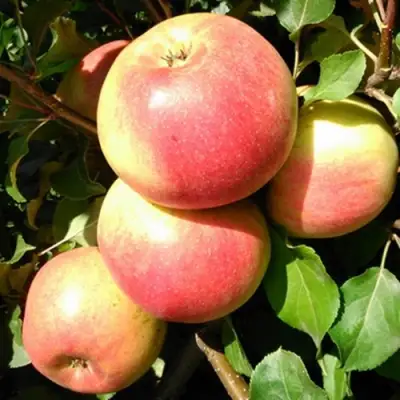 Яблоня ЭМБАССИ в Гродно