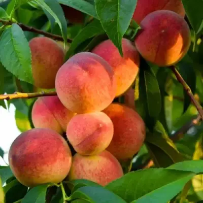 Персик ЗОЛОТОЙ ЮБИЛЕЙ в Гродно