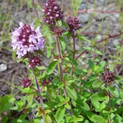 Тимьян яйцевидный в Гродно