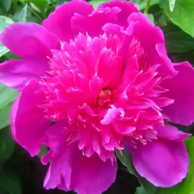 Пион РОЗОВЫЙ БУДДА травянистый в Гродно