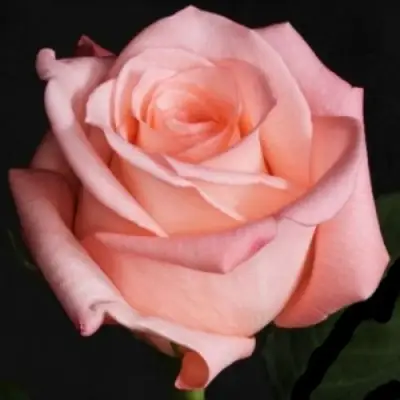 Роза АНГАЖЕМЕНТ чайно-гибридная в Гродно