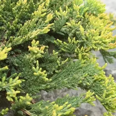 Можжевельник ГОЛДЕН КАРПЕТ горизонтальный  в Гродно