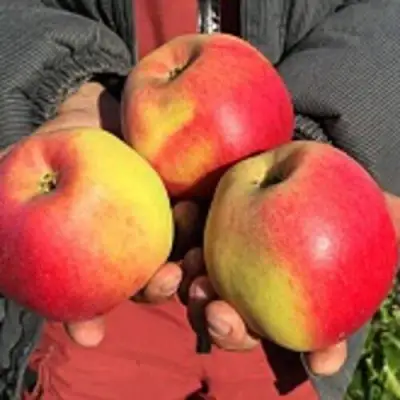 Яблоня СОКОЛОВСКОЕ стелющаяся в Гродно