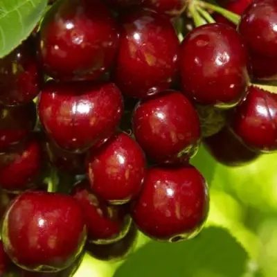 Черешня ВАЛЕРИЙ ЧКАЛОВ в Гродно