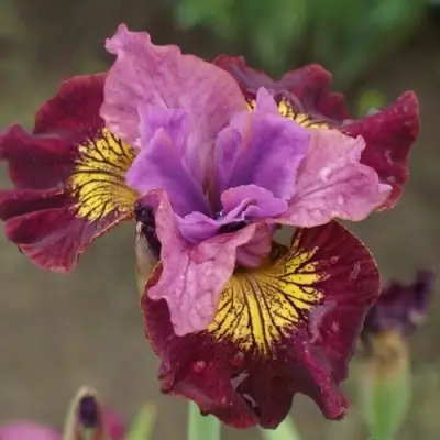 Ирис МИСС ЭППЛ сибирский в Гродно