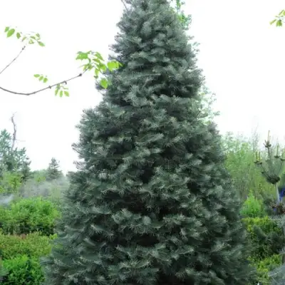 Пихта белая в Гродно