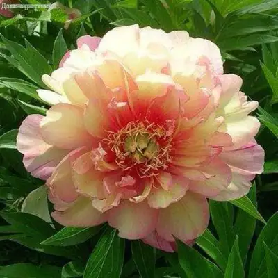 Пион ДЖУЛИЯ РОУЗ ито-гибрид в Гродно