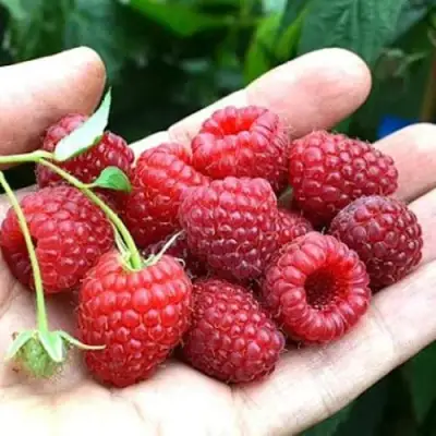 Малина ХИМБО-ТОП в Гродно