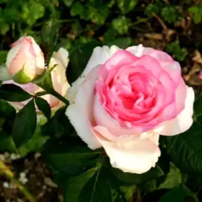 Роза ДОЛЬЧЕ ВИТА чайно-гибридная в Гродно