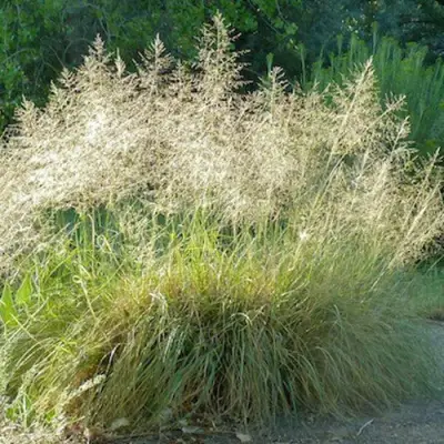 Каплесеменник воздушный в Гродно