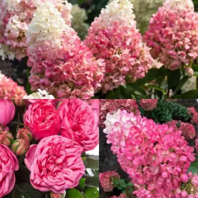 Комплект МАЛИНОВЫЙ ДЕСЕРТ в Гродно