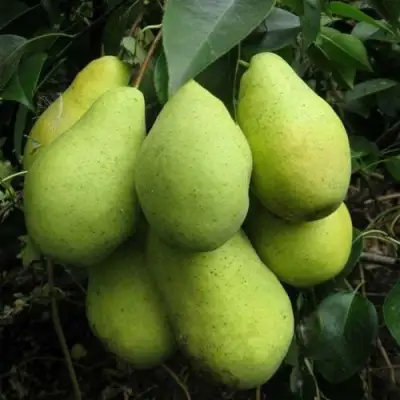 саженцы груши Февральский Сувенир