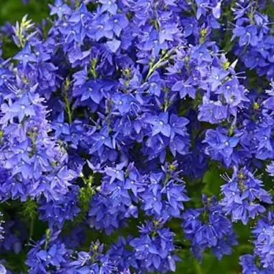 Вероника РОЯЛ БЛЮ большая в Гродно