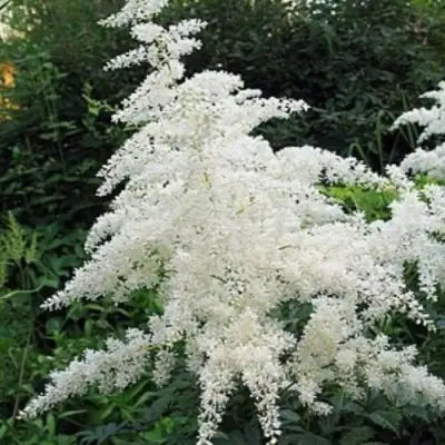 Астильба БРАУТШЛЕЙЕР Арендса в Гродно