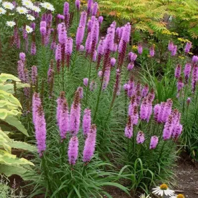 Лиатрис РОЗЕА колосковая в Гродно