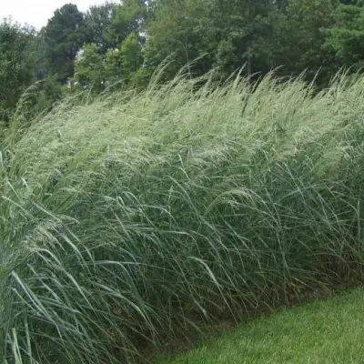 Просо ДЕВЕЙ БЛЮ в Гродно