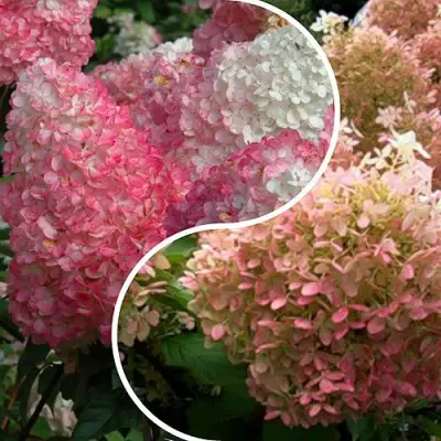 Комплект МАЛИНОВЫЙ ЗАКАТ в Гродно