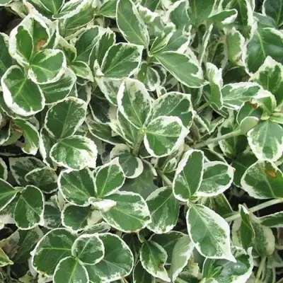 Бересклет ЭМЕРАЛЬД ГАИТИ форчуна  в Гродно