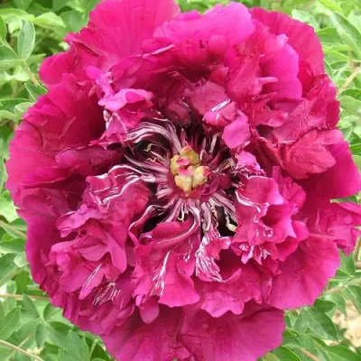 Пион ПУРПУРНЫЙ ОКЕАН древовидный в Гродно