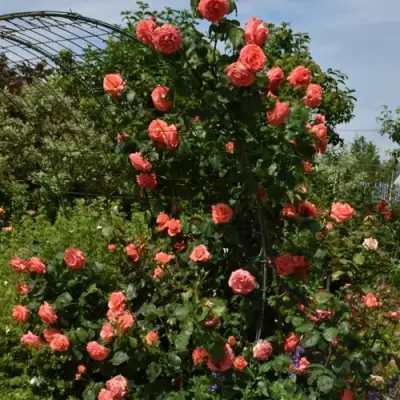 Роза ДИ ДИ БРИДЖУОТЕР плетистая в Гродно