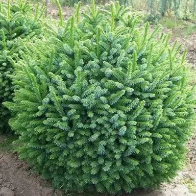 Ель НАНА сербская в Гродно