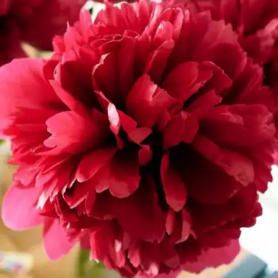 саженцы пиона