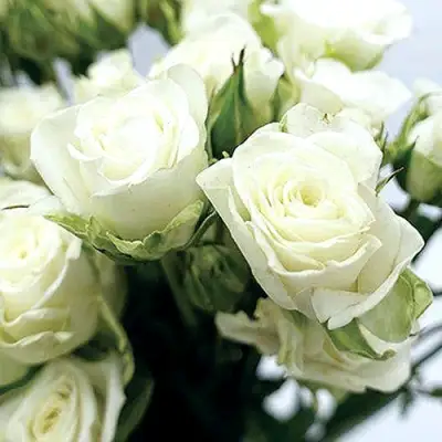 Роза СНОУФЛЕЙК спрей в Гродно