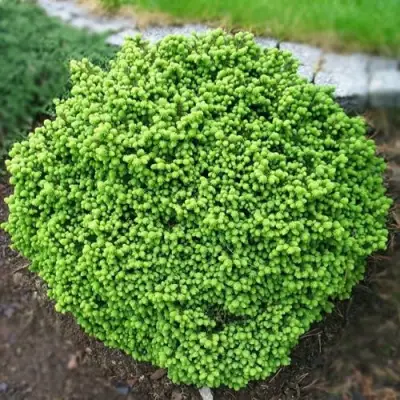 Ель ЛИТЛ ДЖЕМ обыкновенная в Гродно