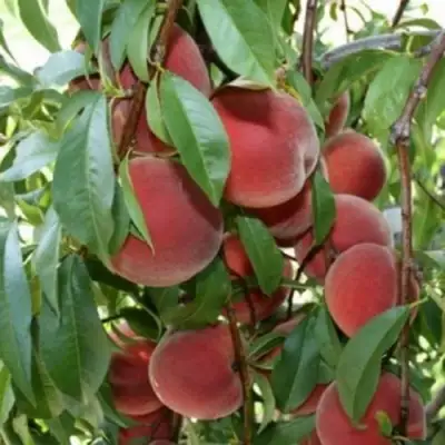 Персик ЮБИЛЕЙ СТОЛИЦЫ колонновидный в Гродно