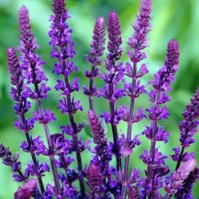 Шалфей КАРАДОНА в Гродно