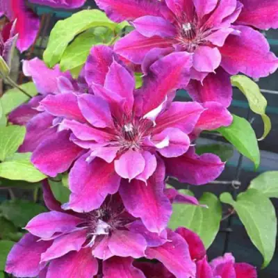 Клематис МАЙ БЬЮТИ в Гродно