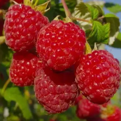 Малина ЭЛЕГАНТНАЯ в Гродно