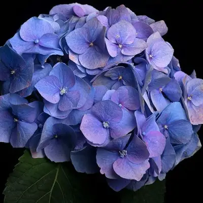 саженцы гортензии блаумайз