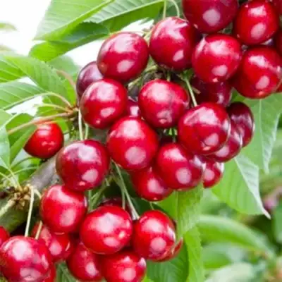 Вишня МАЛЮТКА колонновидная в Гродно