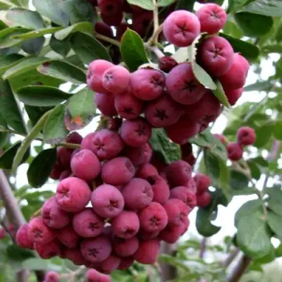 Рябина ТИТАН сладкоплодная  в Гродно