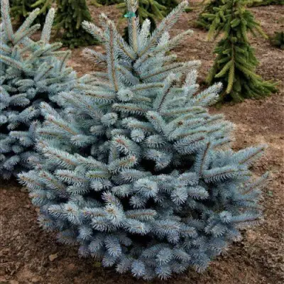 Ель МИСТИ БЛЮ голубая в Гродно