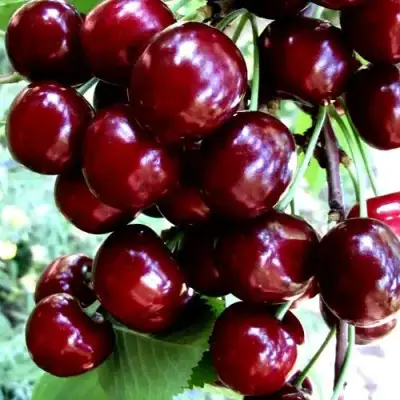 Черешня ОЛЕНЬКА в Гродно