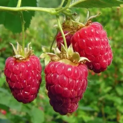 Малина ГОРДОСТЬ РОССИИ в Гродно