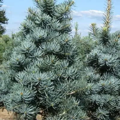 Пихта КОНКОЛОР в Гродно