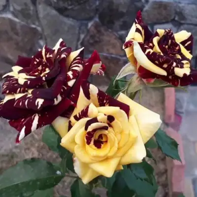 Роза АБРАКАДАБРА чайно-гибридная в Гродно