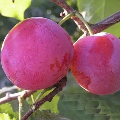 Слива ДЕЛИКАТНАЯ в Гродно