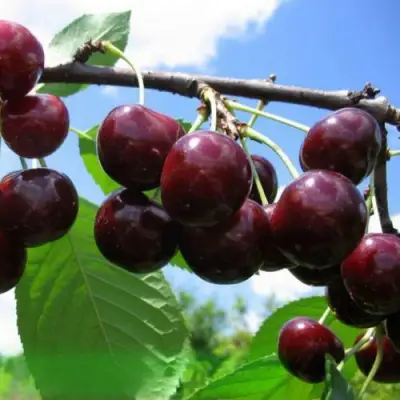 Дюк ЧУДО-ВИШНЯ в Гродно