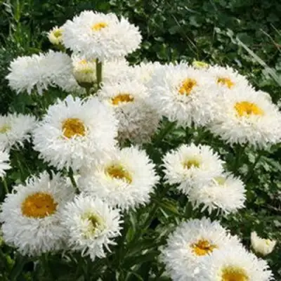 Нивяник КРЕЙЗИ ДЕЙЗИ наибольший в Гродно