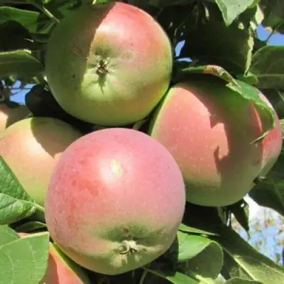 Яблоня МОСКОВСКОЕ ЗИМНЕЕ в Гродно