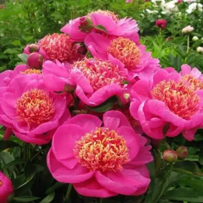 Пион ДОРИН травянистый в Гродно