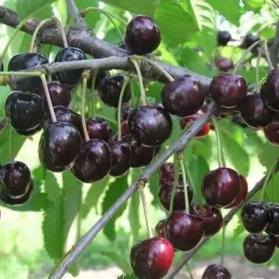 Черешня ЛЮБИМИЦА АСТАХОВА в Гродно