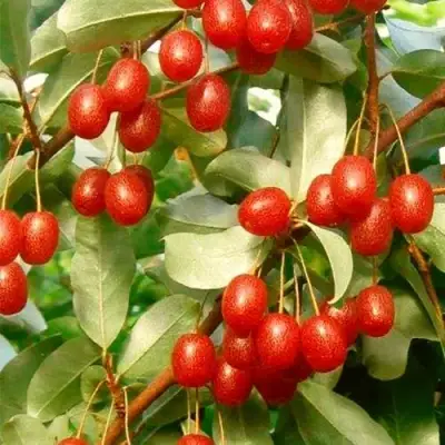 ГУМИ (ЛОХ МНОГОЦВЕТКОВЫЙ) в Гродно