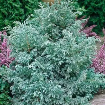 Кипарисовик БУЛЕВАРД горохоплодный в Гродно